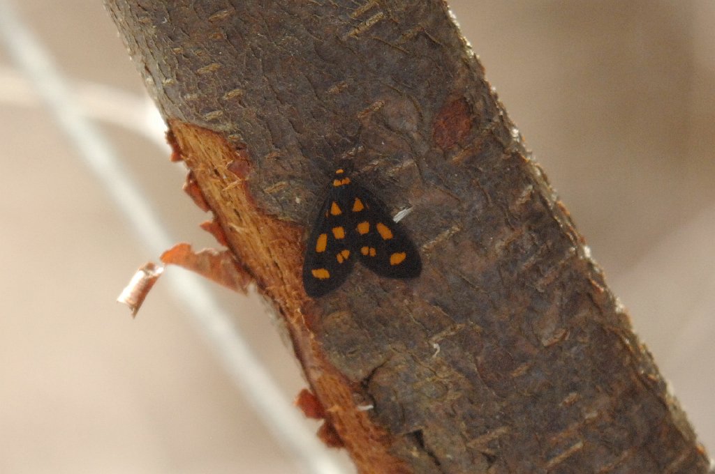 036 Moth, Tiger Lichen, 2007-12119530 Sydney Bay NP, Manly, AU.jpg - Lichen Tiger Moth (Asura cervicalis). Sydney Bay National Park, Manly, AU, 12-11-2007